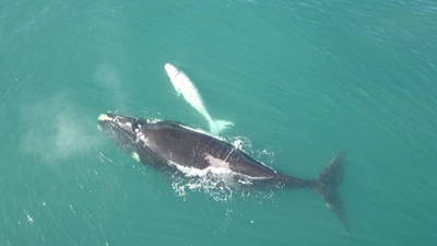 Rare white whale calf is not an albino, but a "brindle" animal.