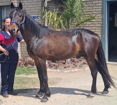 Hold your horses, support SPCA's gelding drive