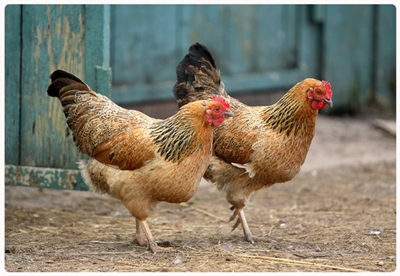 Brazil’s chicken producers should be inspected 