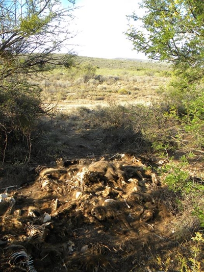 Criminal charges after baboon capture