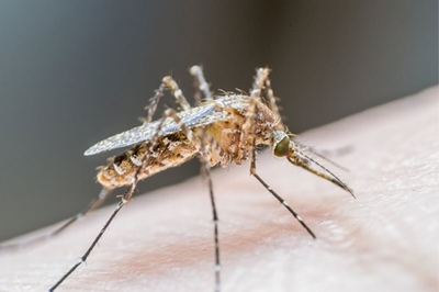 World Malaria Day 2022: Reduce the impact and save lives