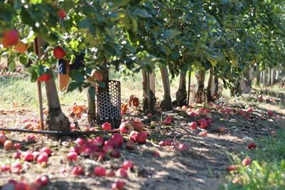 Top female farmer makes neglected orchards bloom again