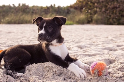 Rules for walking dogs on beaches