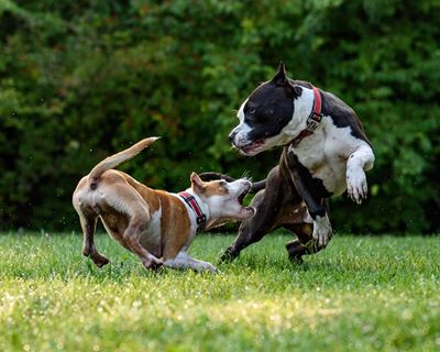 How to help a dog recover from a dog attack