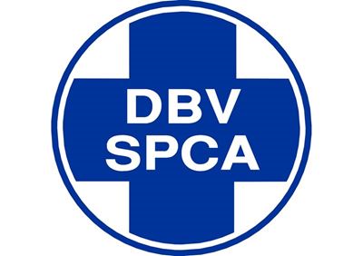 Maltese thrown to pit bull