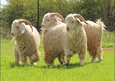 Buyers compete actively at 4th mohair sale 