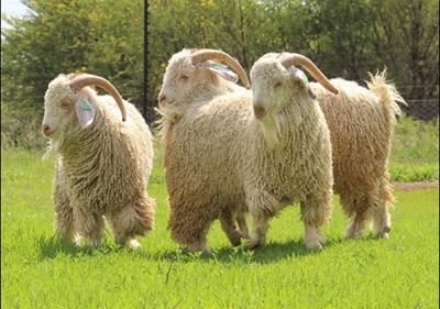 Buyers compete actively at 4th mohair sale 