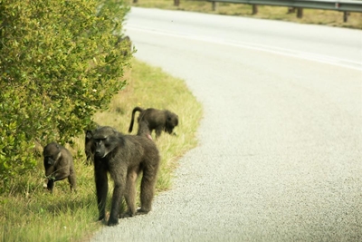 Living with baboons: How to make life easier
