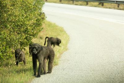Living with baboons: How to make life easier