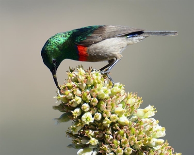 Landowners vs invasive alien plants