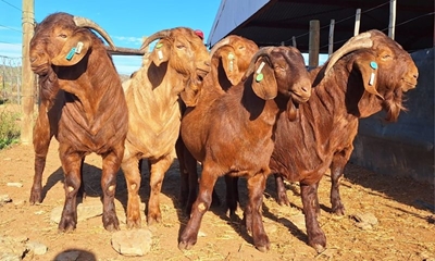 Klein Karoo livestock arrives in Kenya