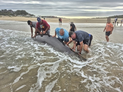 Beaked whales euthanised on beach