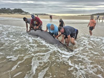 Beaked whales euthanised on beach