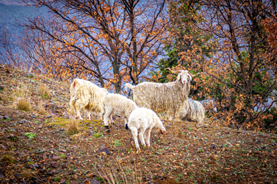 It’s cold outside and your livestock feel it too 