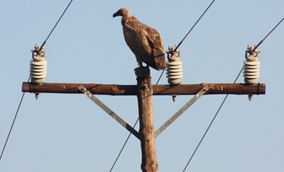 Collapsed Eskom line kills Kruger animals