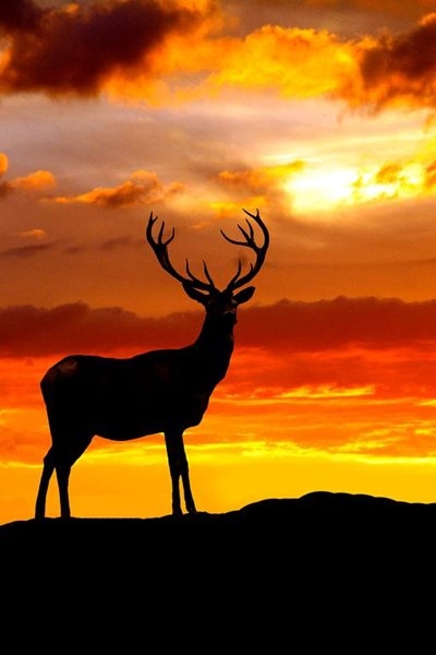 Australian animals suffer through extreme heat