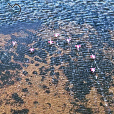 Flamingos at Great Brak lagoon