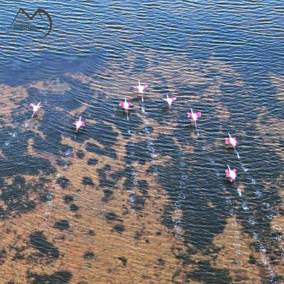 Flamingos at Great Brak lagoon