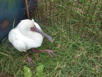 Birds dying at Rondevlei