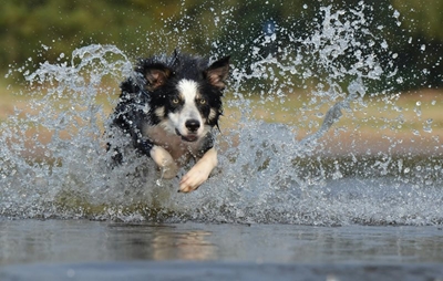 Teaching a dog to come when called