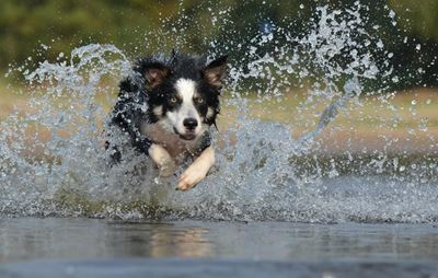 Teaching a dog to come when called