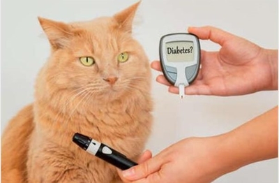 Pet diabetes is not a death sentence