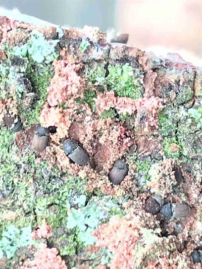 Destructive beetle spreads to the Heads