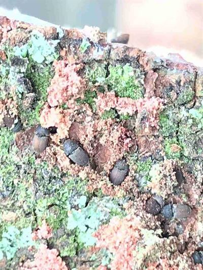 Destructive beetle spreads to the Heads