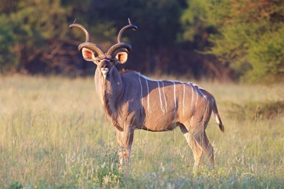Quality wildlife to go under the hammer