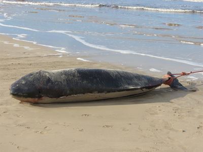 Dwergspermwalvis spoel uit by Stilbaai