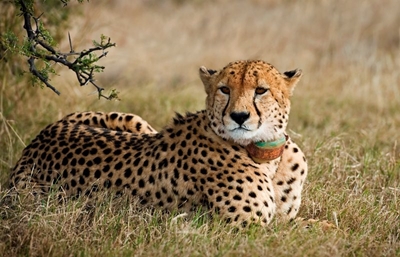 International Cheetah Day celebrated