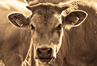Cattle vaccinated following Foot and Mouth outbreak