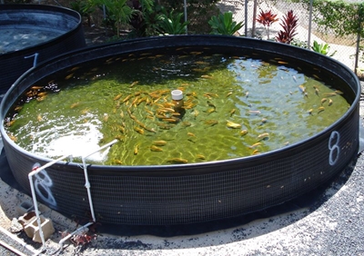 Aquaponics: How to get plumper, healthier fish