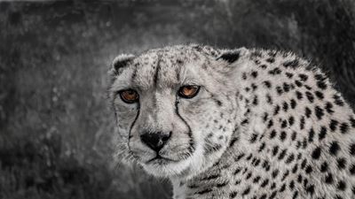 George Camera Club September winners