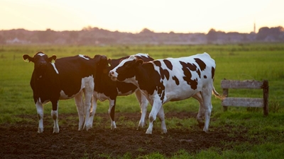 Free workshops for milk producers