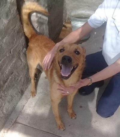 Charlie and Benji up for adoption
