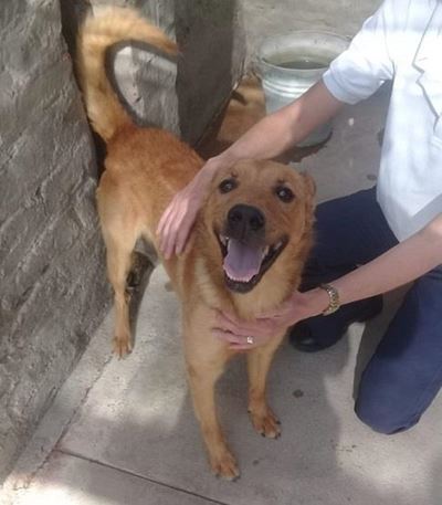 Charlie and Benji up for adoption