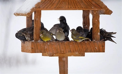 A winter garden that attracts birds