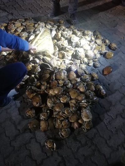 Man caught with R100 000 worth of abalone in Plett