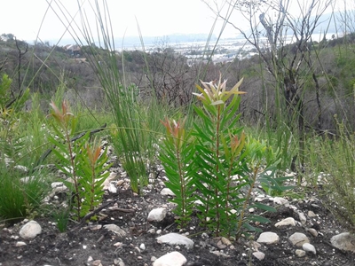Knysna's Green Heart pumping strong
