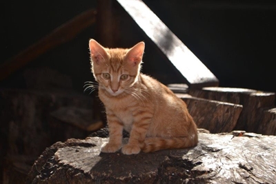 Oudtshoorn se eerste katte-créche