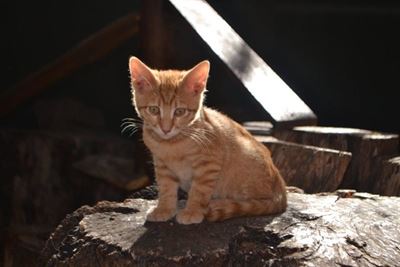 Oudtshoorn se eerste katte-créche