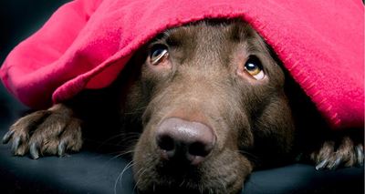 Thunderstorm phobia in dogs