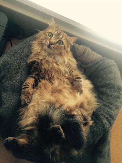 Two cats missing: reward offered