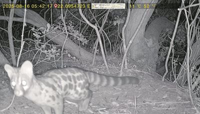Cape genet spotted on Dana Bay camera trap