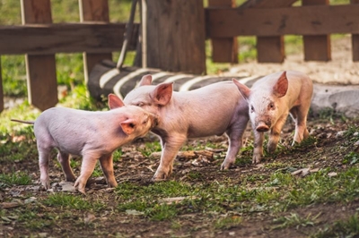 No further African Swine Fever cases reported in Southern Cape