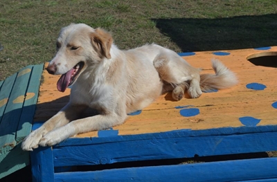 Adopt Blondie from the Garden Route SPCA Mossel Bay branch