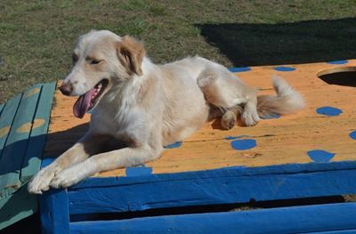 Adopt Blondie from the Garden Route SPCA Mossel Bay branch