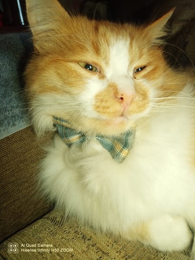 Katte afgemaai deur gifdoder in Bos en Dal 