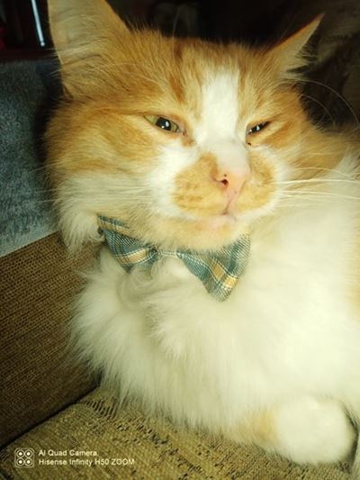 Katte afgemaai deur gifdoder in Bos en Dal 